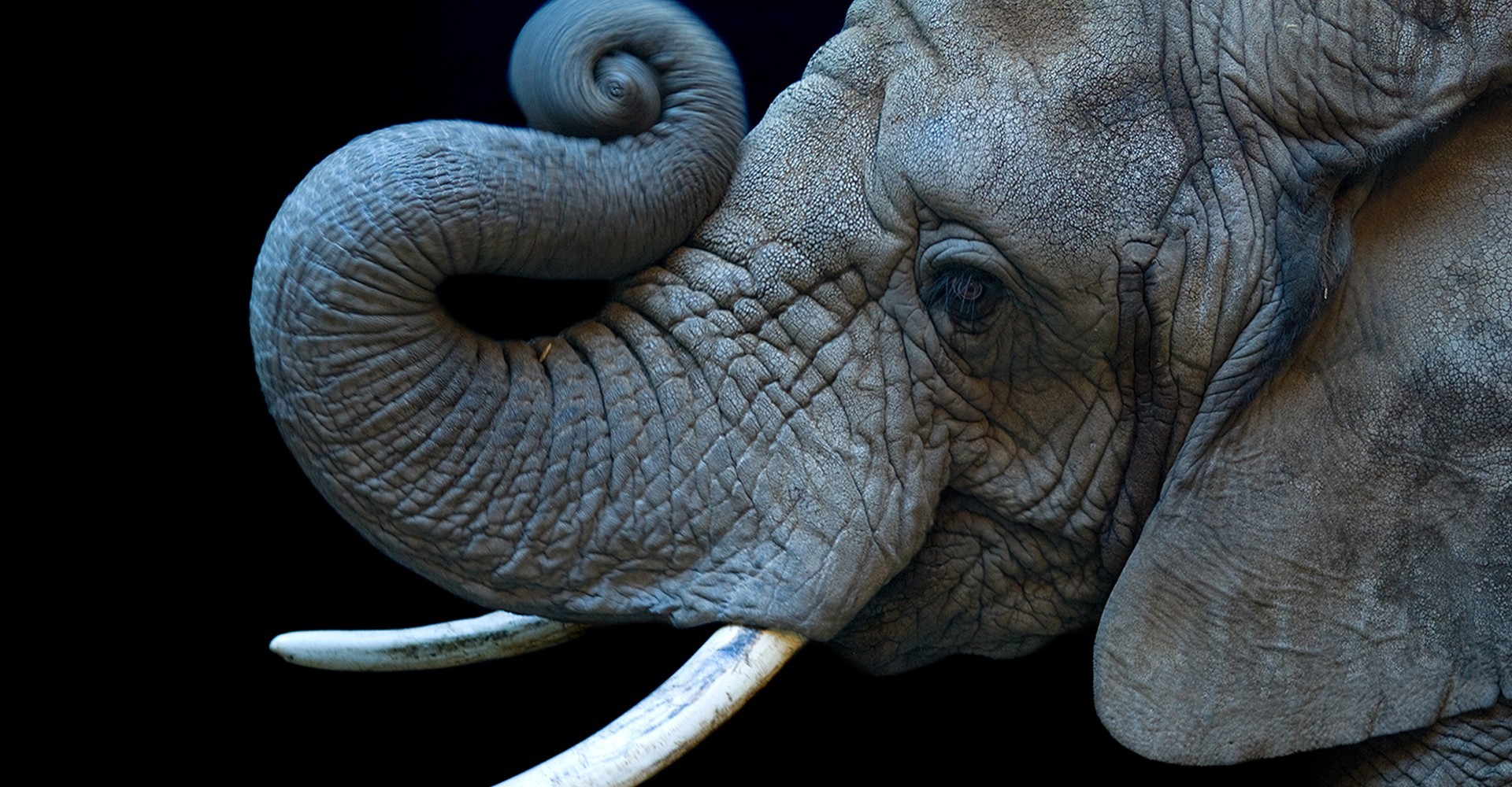 Joel Sartore: Photo Ark