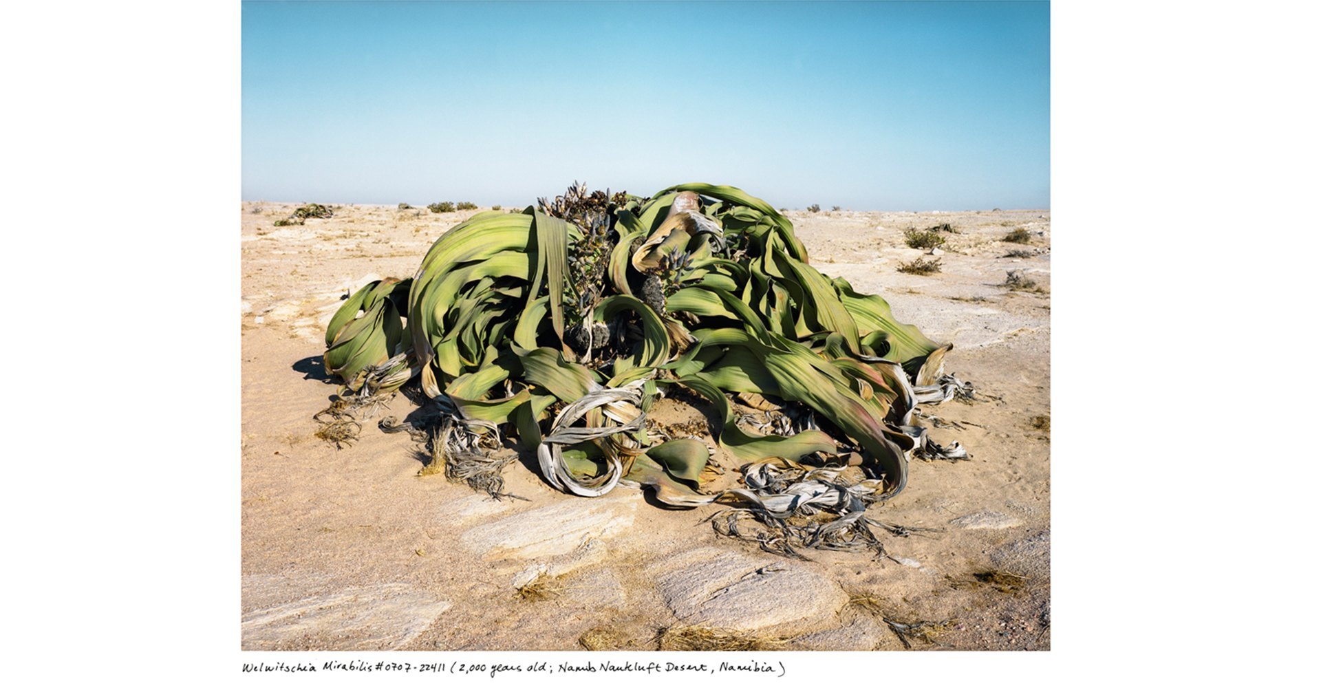 Rachel Sussman: The Oldest Living Things in the World