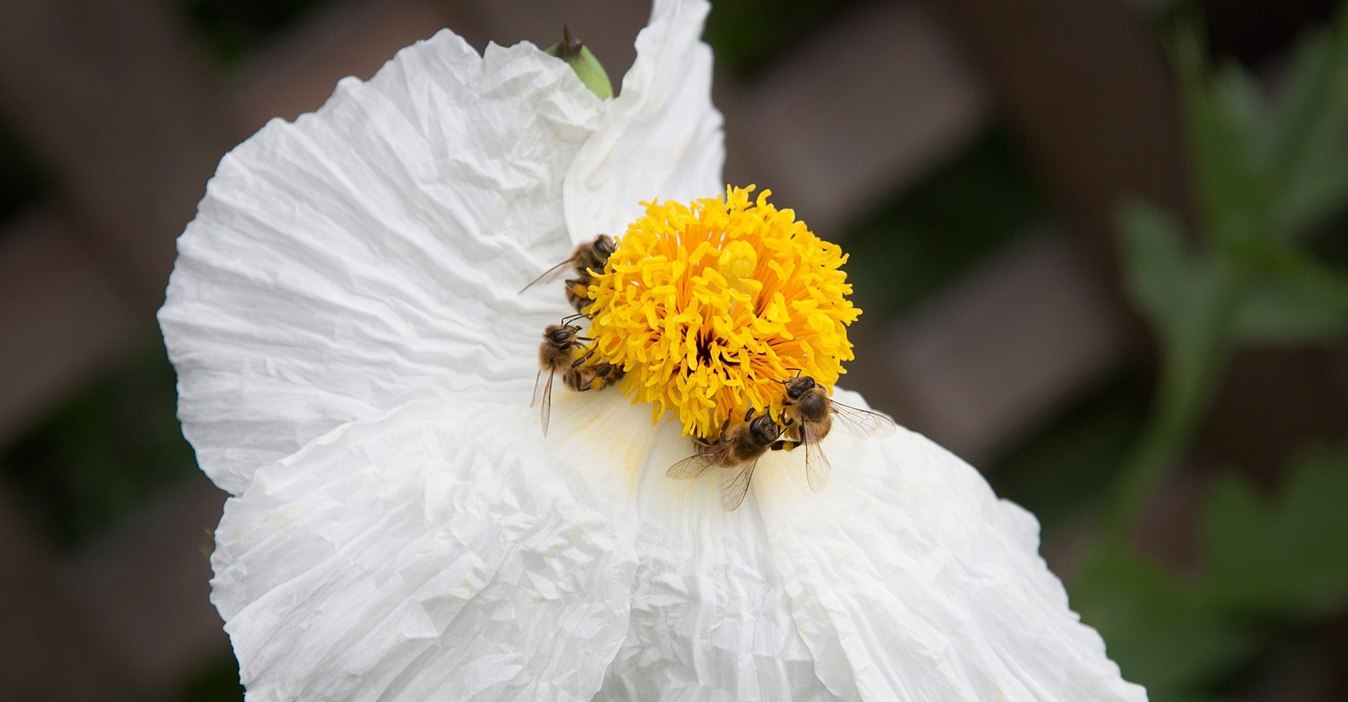 Susan Gottlieb and Scott Logan: A California Love Story – Gardening for Wildlife