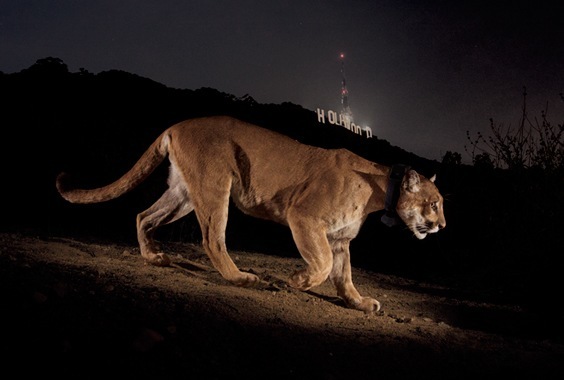 Steve Winter: The Quest for the Hollywood Cougar photo