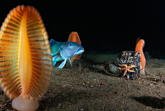 Brian Skerry: Ocean Soul