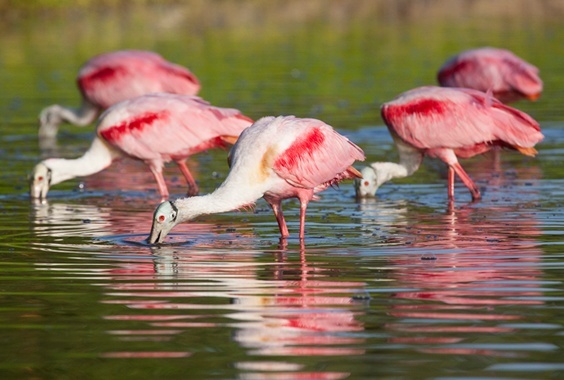 Mac Stone: Everglades photo