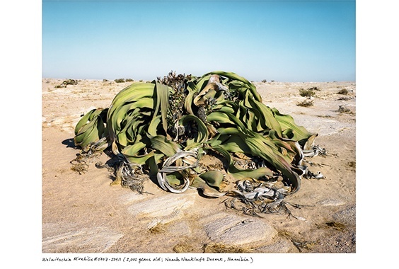 Rachel Sussman: The Oldest Living Things in the World photo