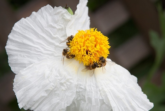 Susan Gottlieb and Scott Logan: A California Love Story – Gardening for Wildlife photo