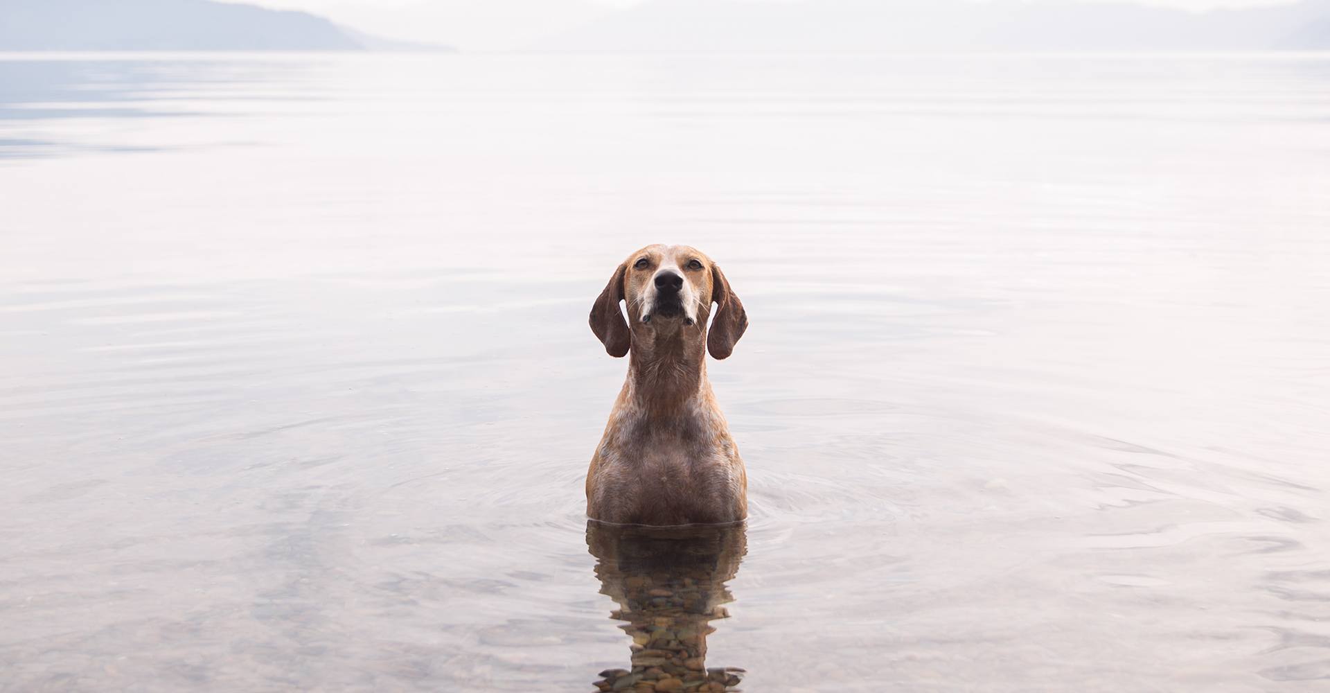 Maddie the Coonhound