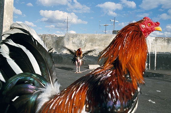 “Havana, 2008,” from Violet Isle: A Duet of Photographs from Cuba