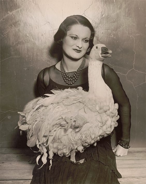 Not an Ostrich: ‘Floradora goose’ at 41st annual Poultry Show, Madison Square Garden, 1930