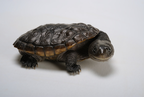 Silent Streams: Joel Sartore